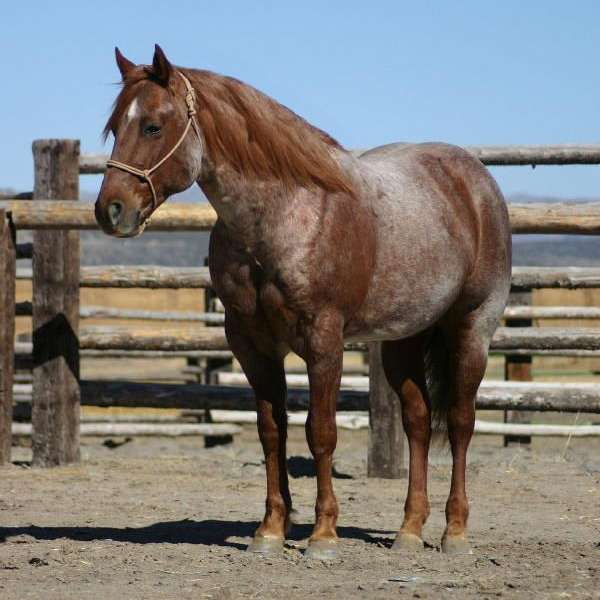 **Well-Bred RED ROAN AQHA Stallion**